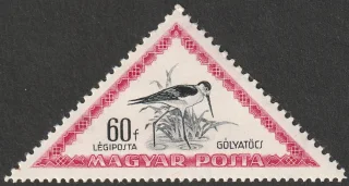 Black-winged Stilt (Himantopus himantopus)