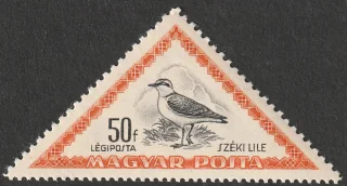Kentish Plover (Charadrius alexandrinus)