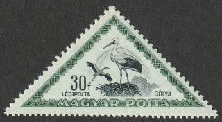 White Stork (Ciconia ciconia)