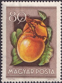 Apricot