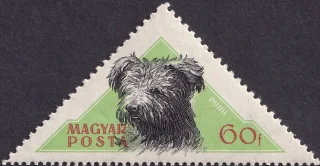 Pumi