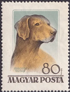 Vizsla
