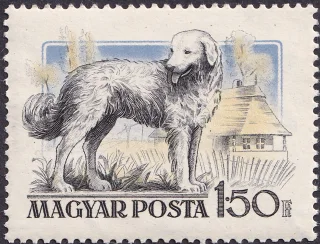 Kuvasz