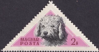 Komondor