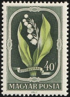 Májusi gyöngyvirág (Convallaria majalis)