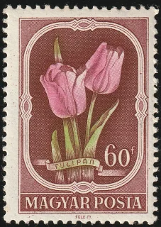 Kerti tulipán (Tulipa gesneriana)