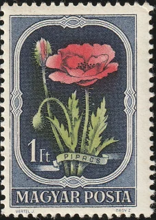 Pipacs (Papaver rhoeas)
