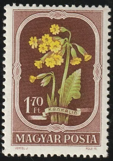 Sudár kankalin (Primula elatior)