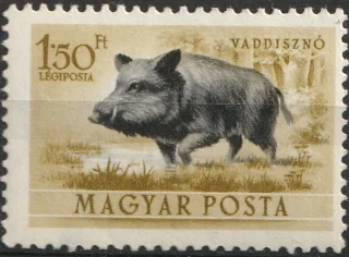 Vaddisznó
