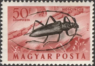 Great Capricorn Beetle