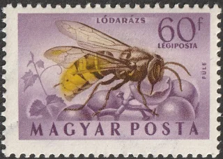 European Hornet