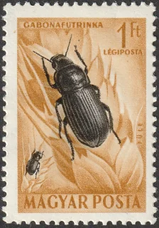 Cereal Ground Beetle