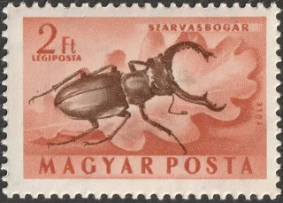 Stag Beetle