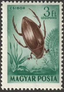 Water Scavenger Beetle