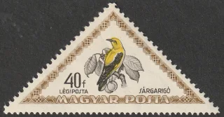 Sárga rigó (Oriolus oriolus)