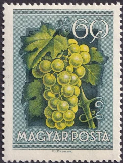 Szőlő