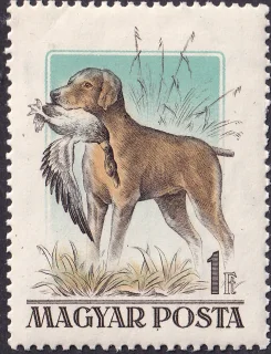 Vizsla, szájában vaddal