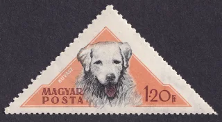 Kuvasz