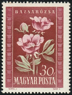 Bánáti bazsarózsa
