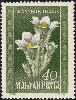 Leánykökörcsin