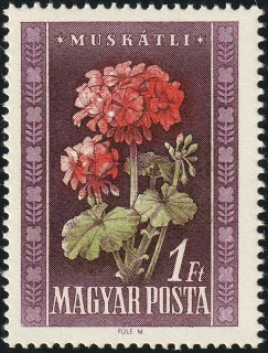 Muskátli