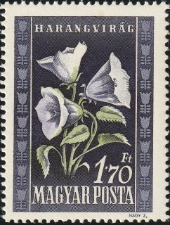 Kárpáti harangvirág