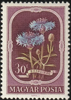 Búzavirág (Centaurea cyanus)