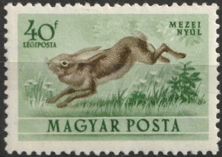 Mezei nyúl