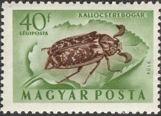 Kallócserebogár