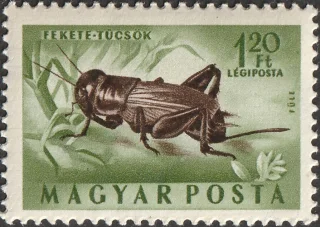 Fekete tücsök