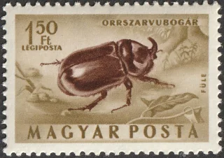 Orrszarvúbogár